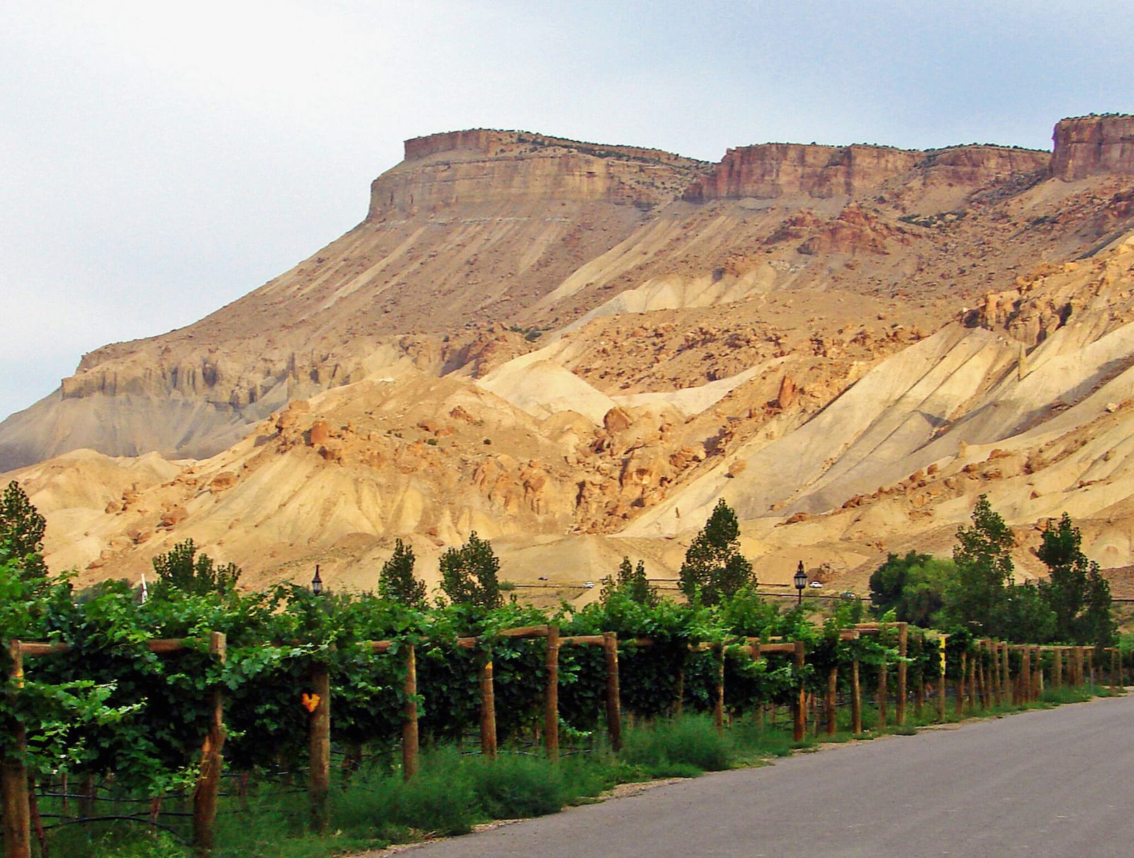 Palisade CO Wine Vineyards Mount Garfield