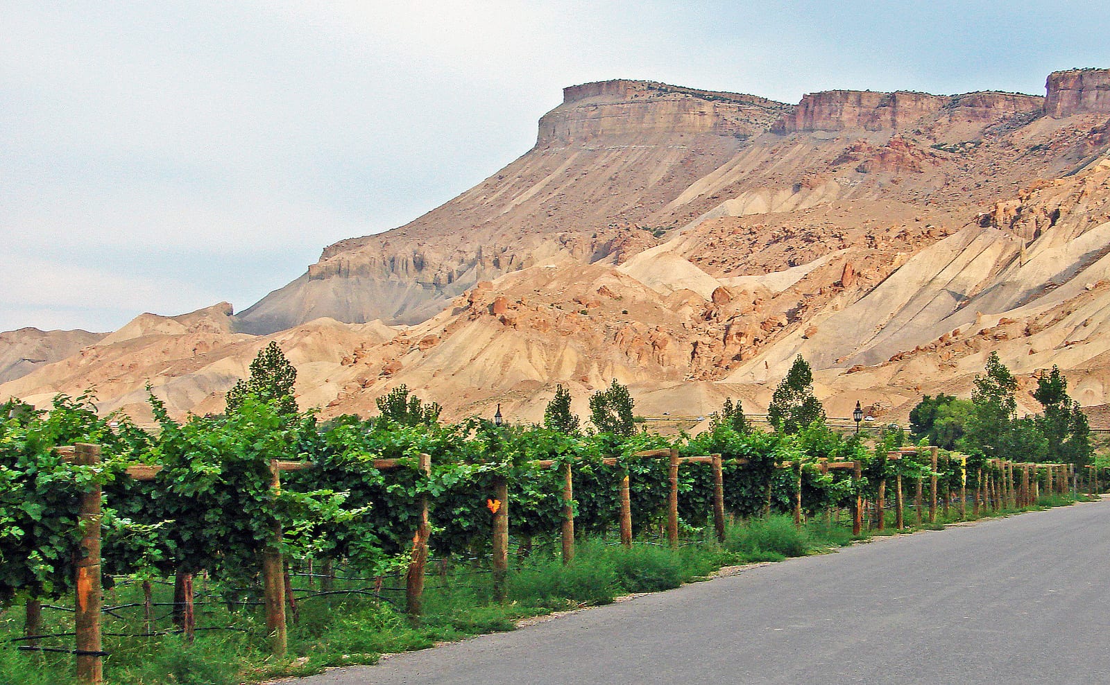 Palisade CO Mount Garfield Wine Vineyard