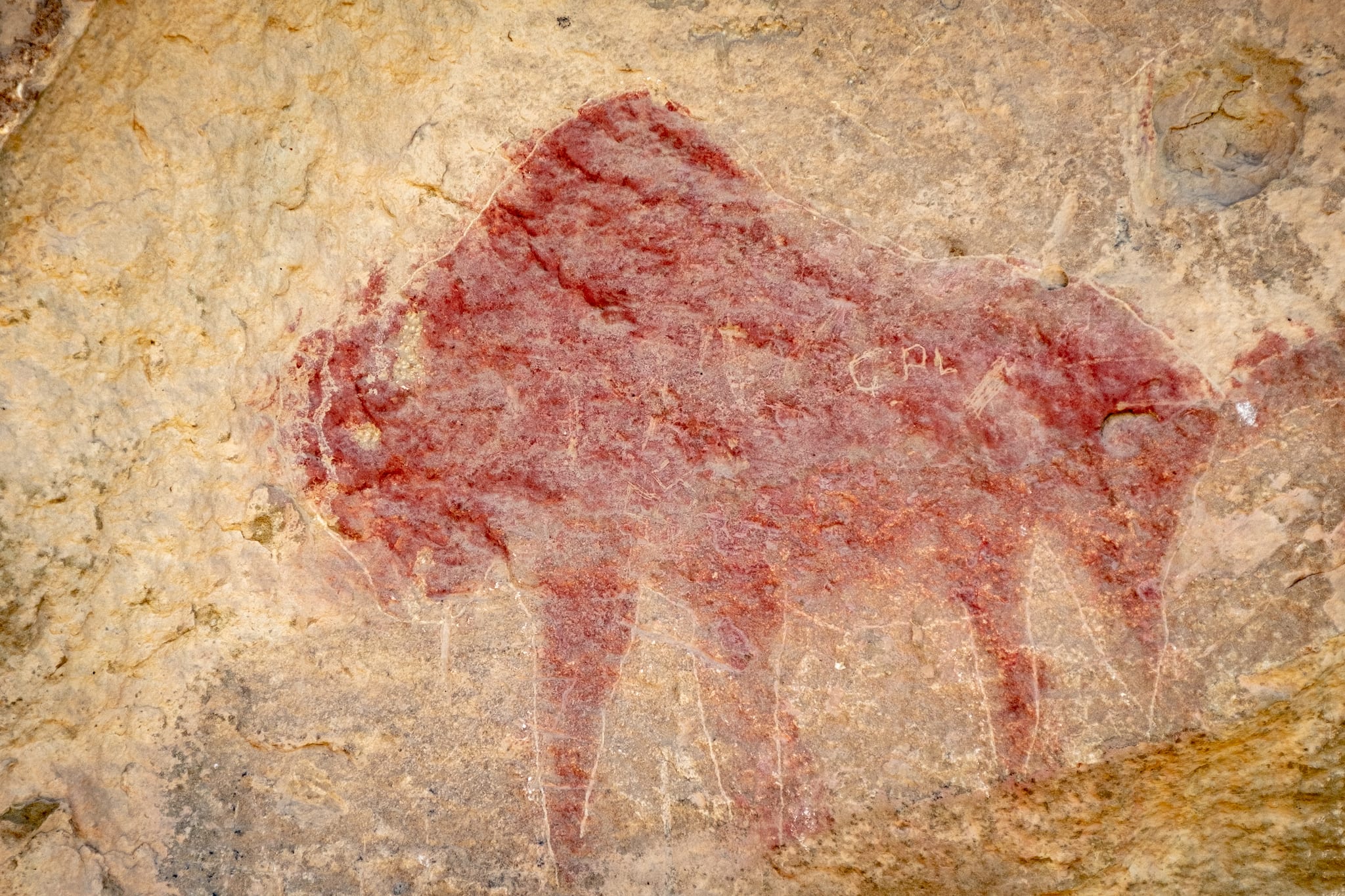 Ute Mountain Tribal Park Modern Ute Pictograph of Bison