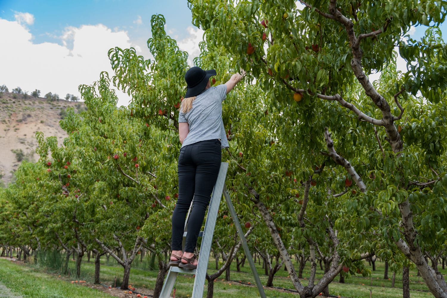 image of picking apples at Big Bs farm