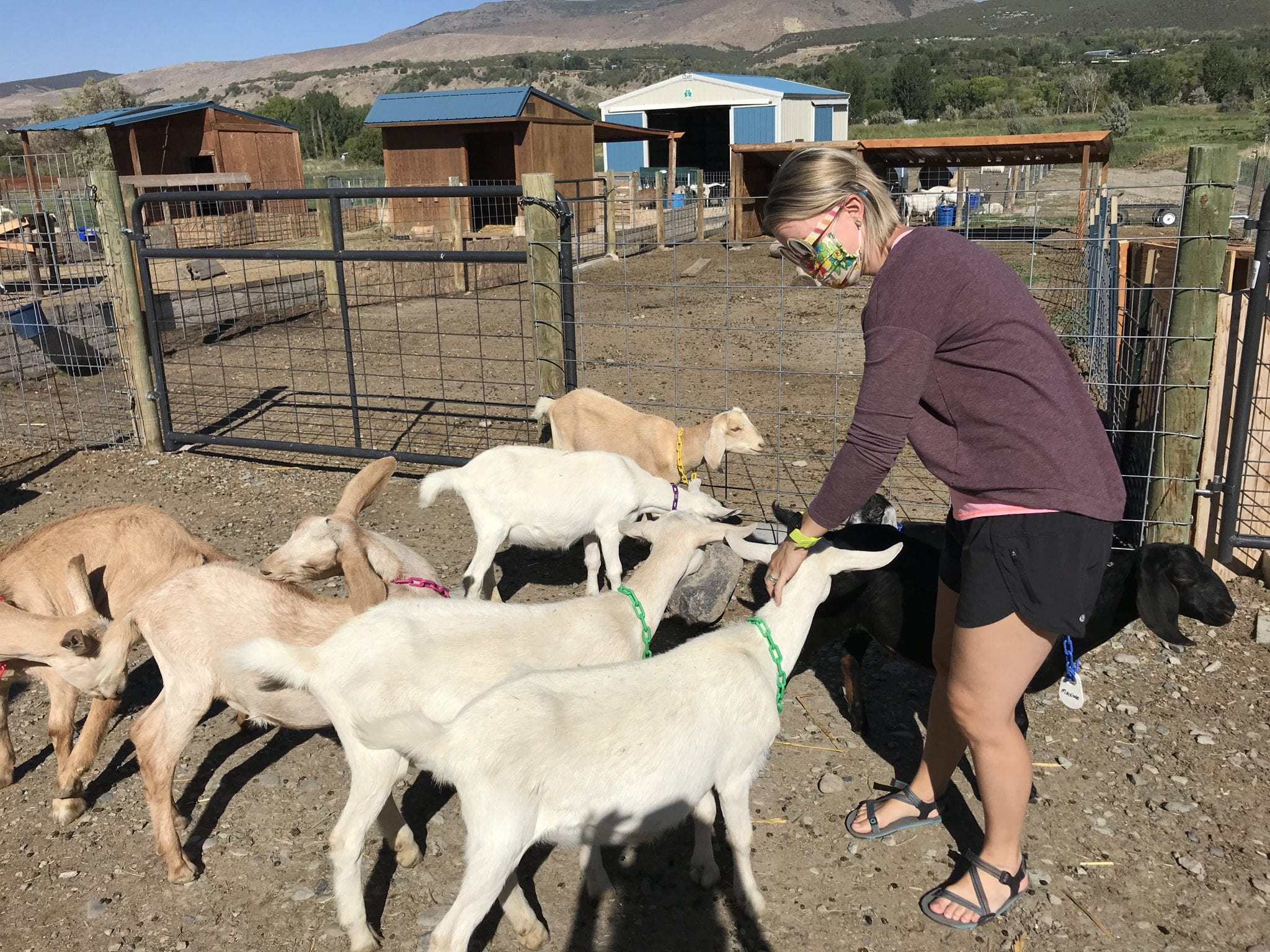 image of goats at western culture creamery