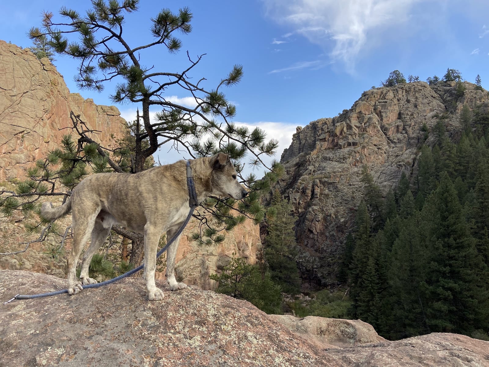 Guffey Gorge Ozzie Dog