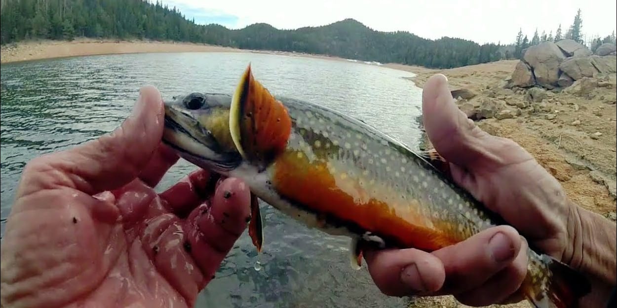 Penrose-Rosemont Reservoir Fishing Trout