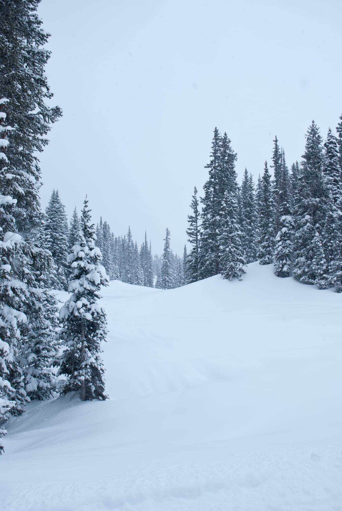 Crested Butte Ski Trail Powder Day
