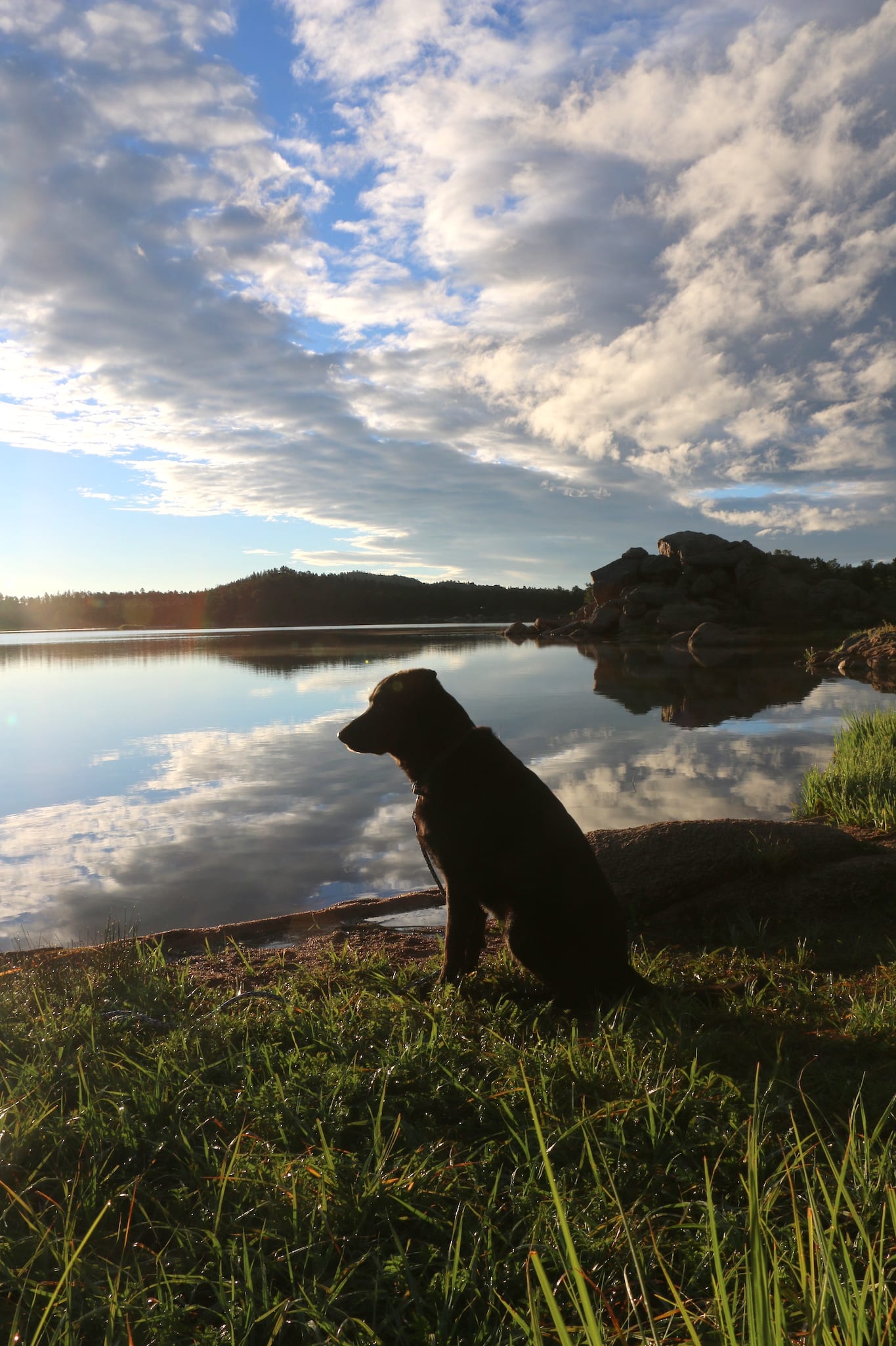 Dowdy Lake State Wildlife Area Colorado Dog Watching Wildlife