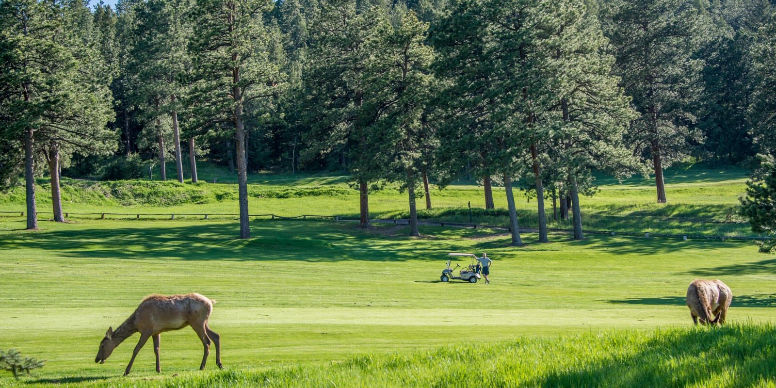 Evergreen Golf Course Deer Colorado