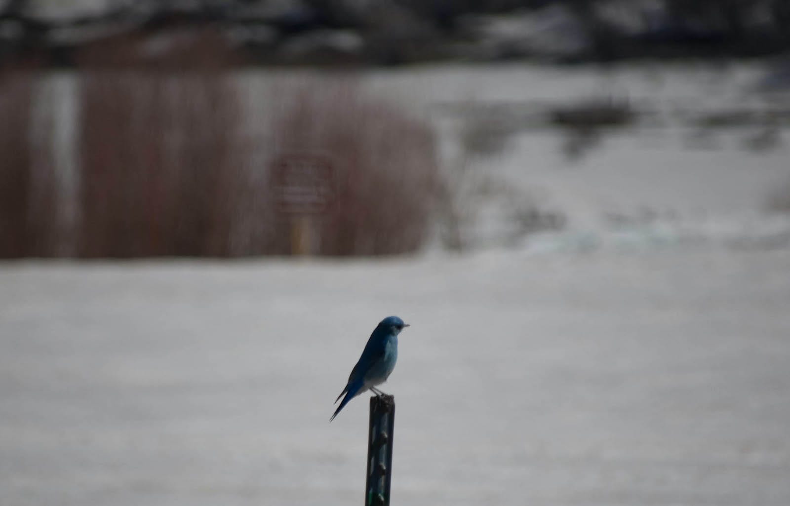Bluebird at Vega Reservoir Colorado