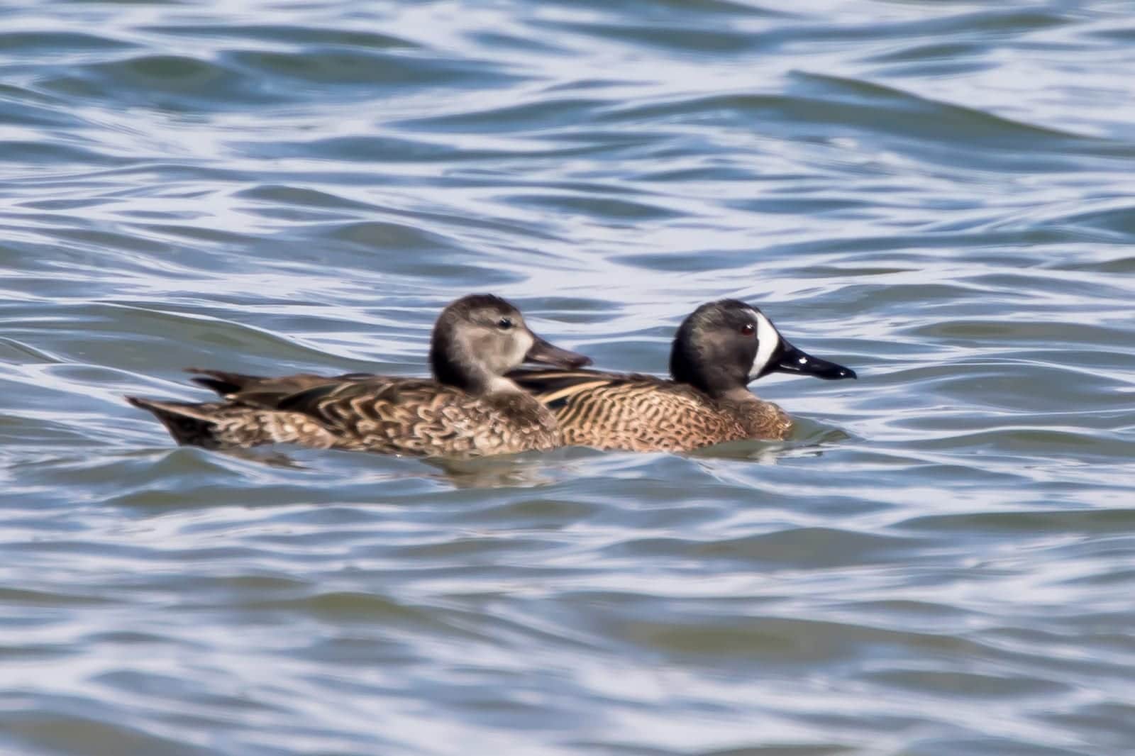 Ducks on Lake Meredith Reservoirs Colorado
