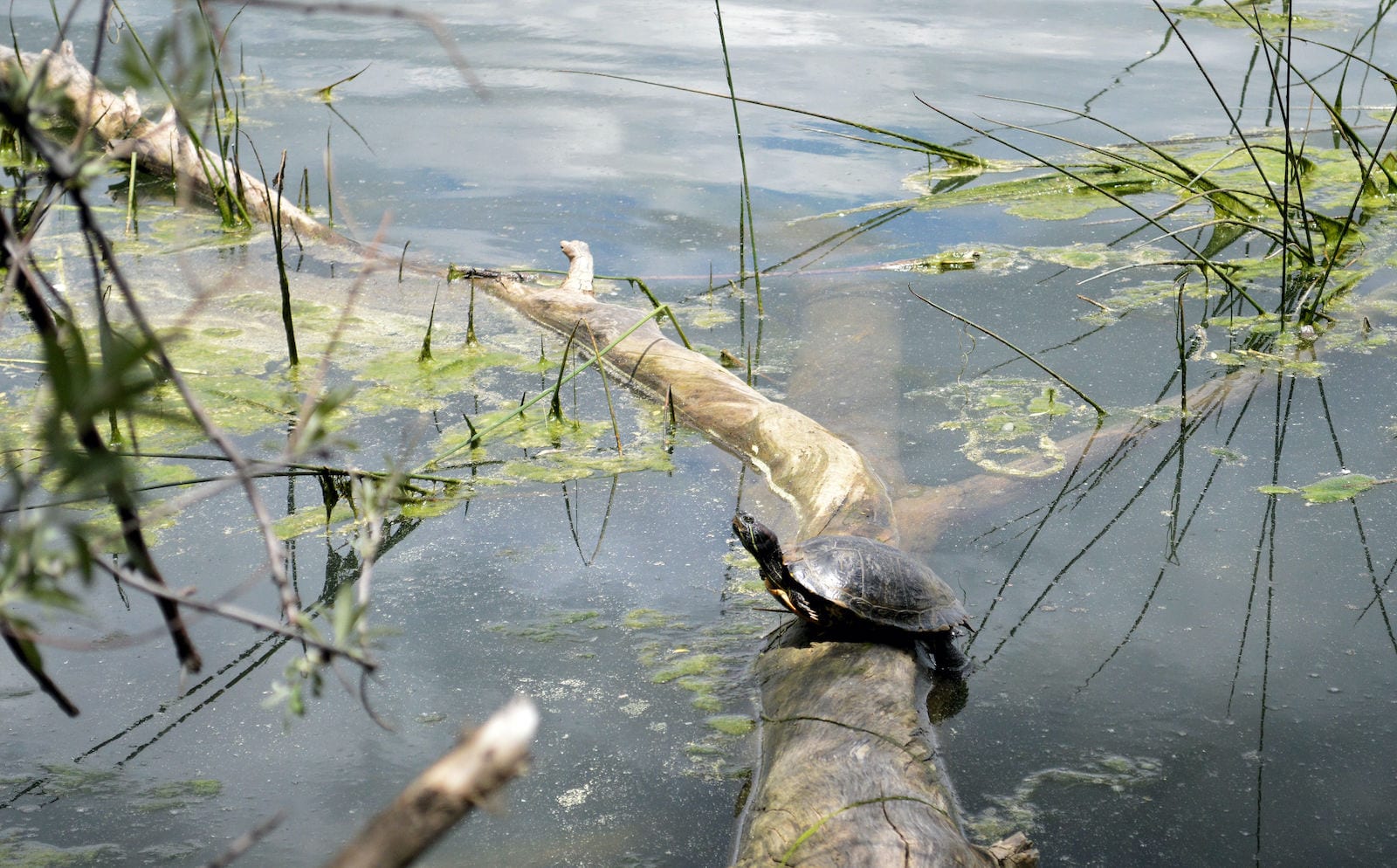 Quail Lake Colorado Springs Turtle