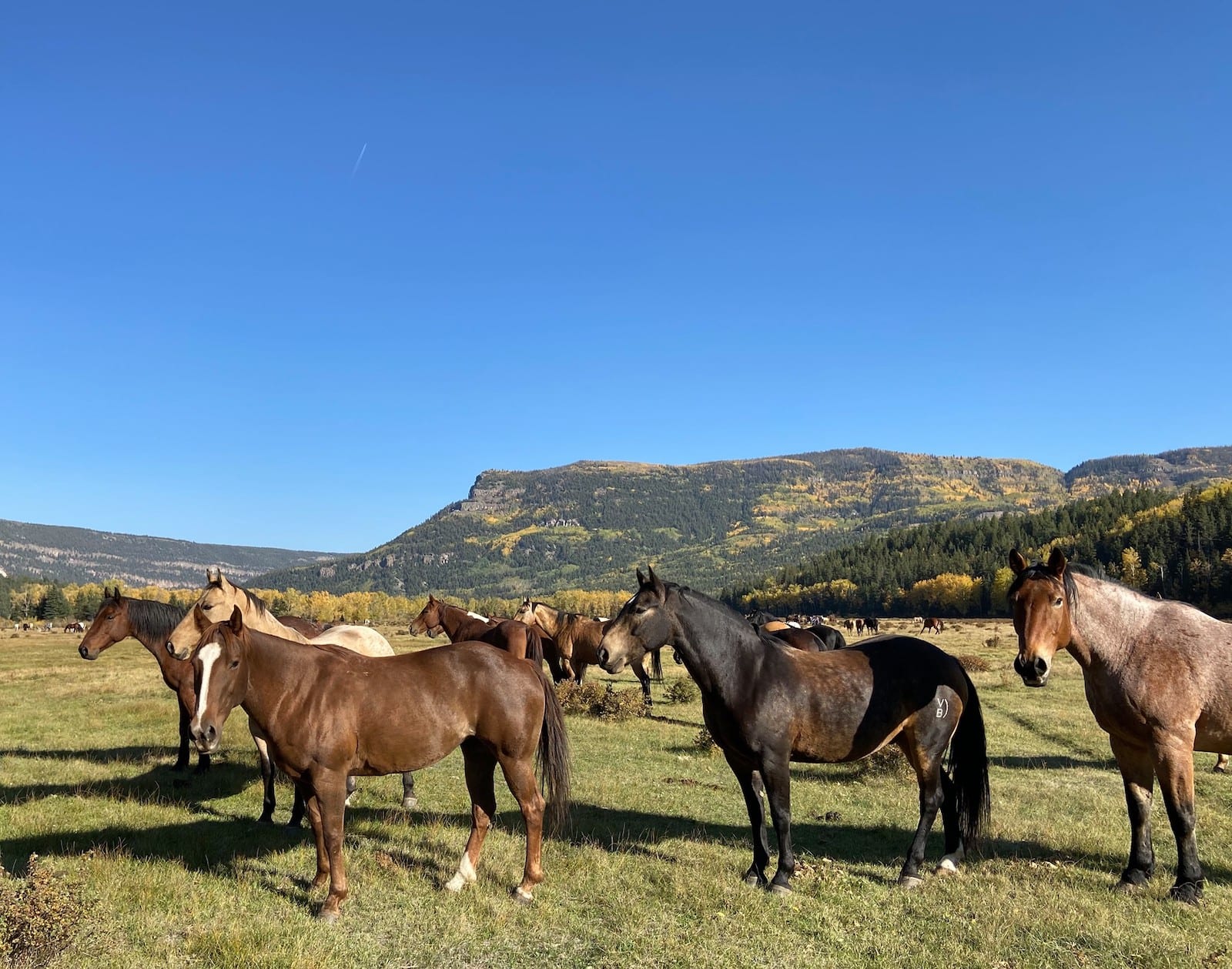 Image of horses at the Rainbow Trout Ranch, CO