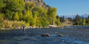 Arkansas River Fly Fishing Gold Medal Waters Colorado