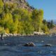 Arkansas River Fly Fishing Gold Medal Waters Colorado