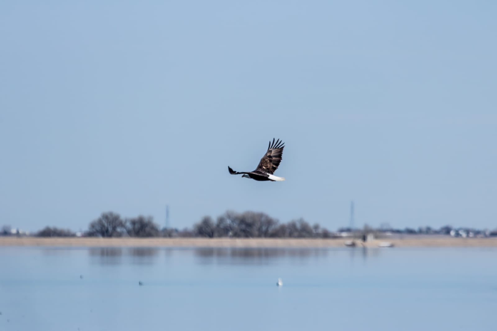 Barr Lake Bald Eagle Colorado
