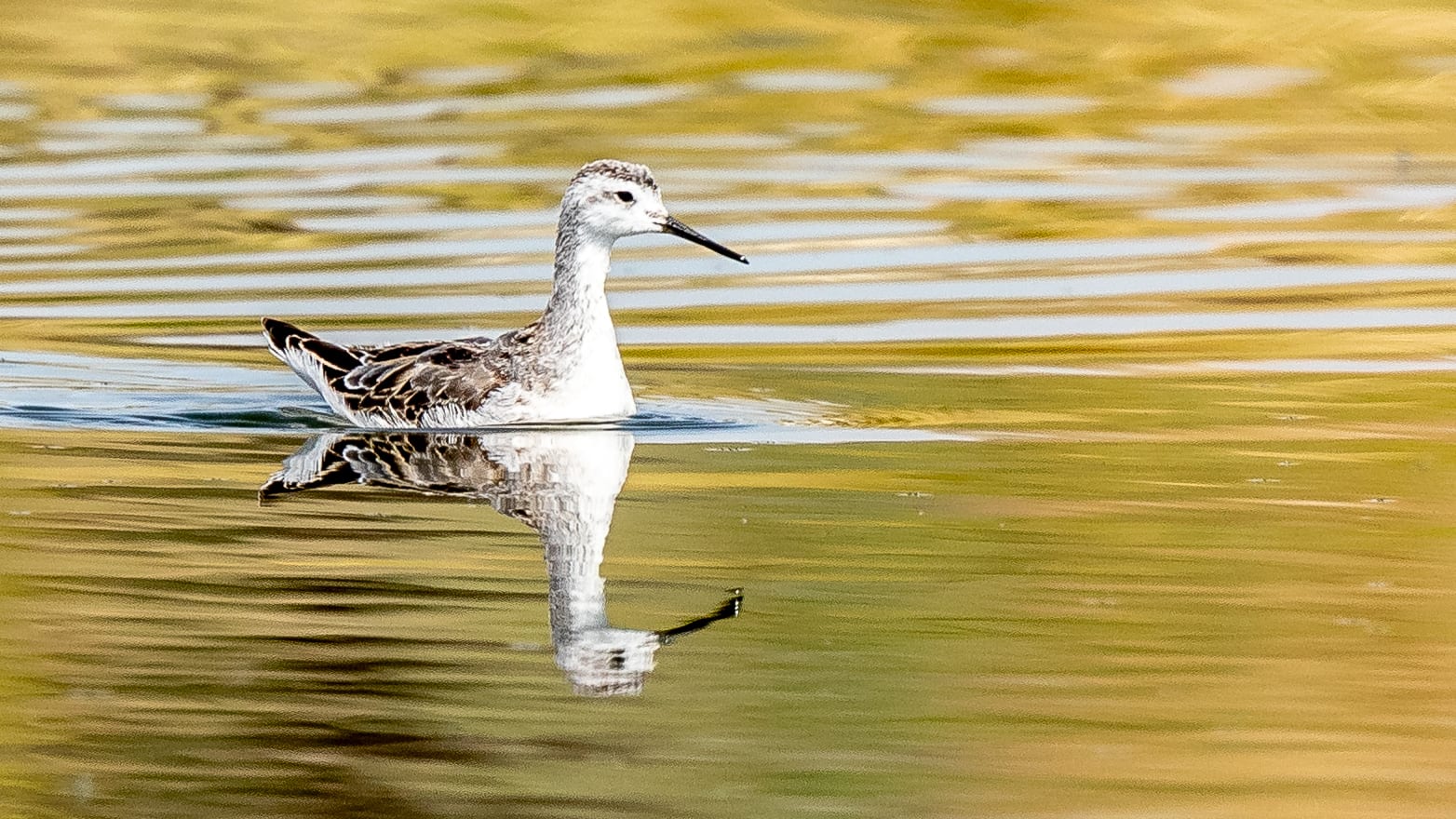 Lake John SWA Jackson County Colorado Wilson's Phalarope