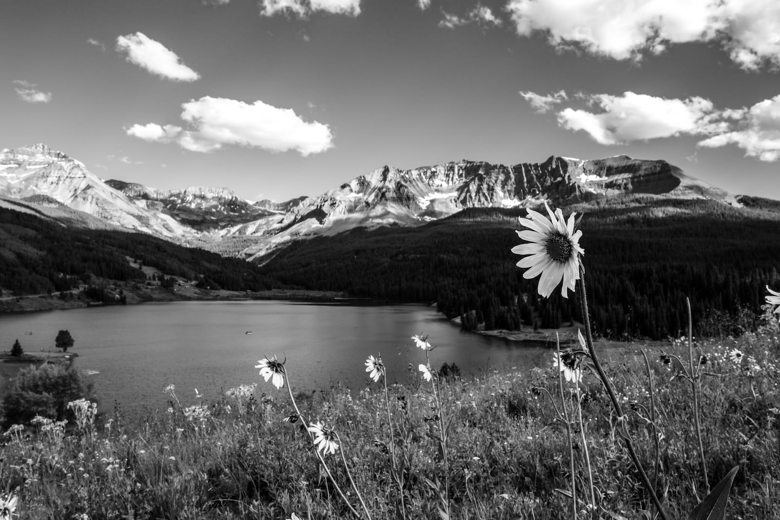 Trout Lake Ophir Colorado Sunflowers