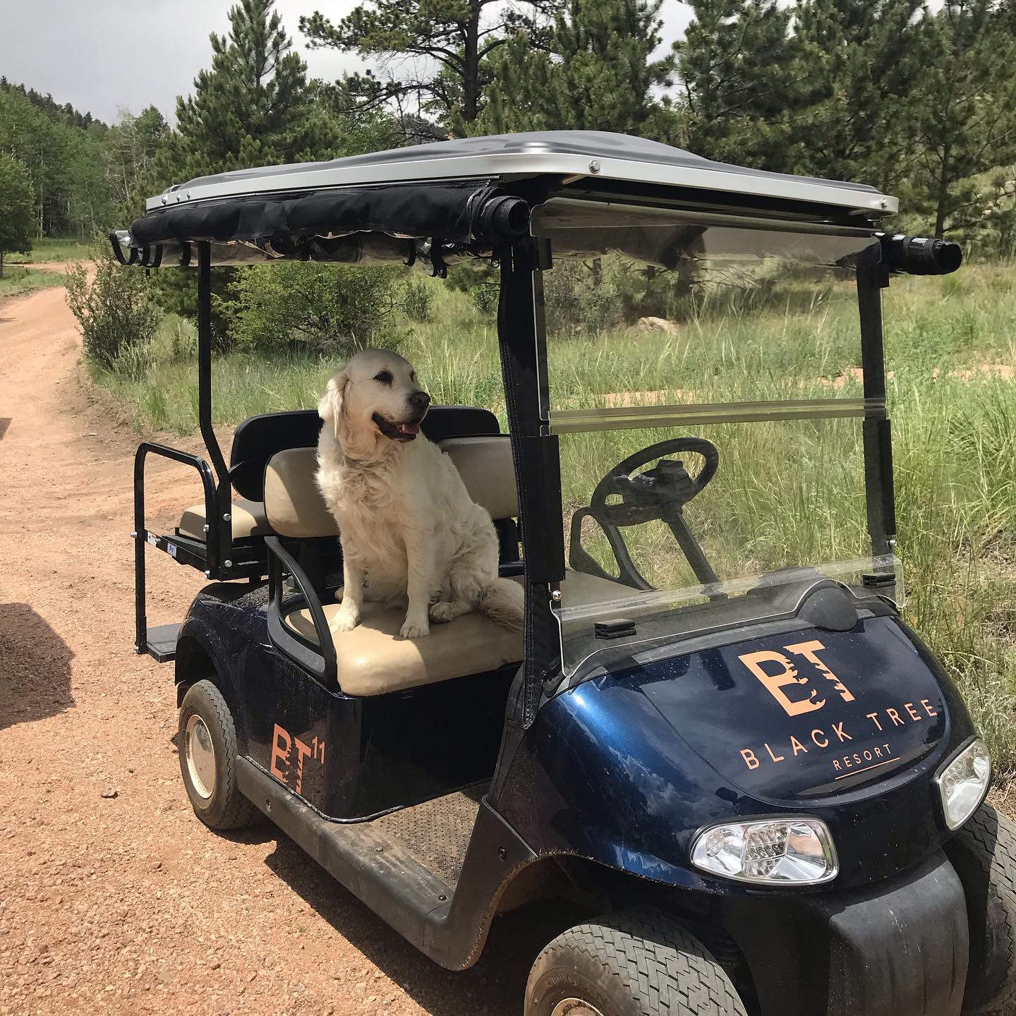 Image of a dog in a golf cart at black tree resort in colorado