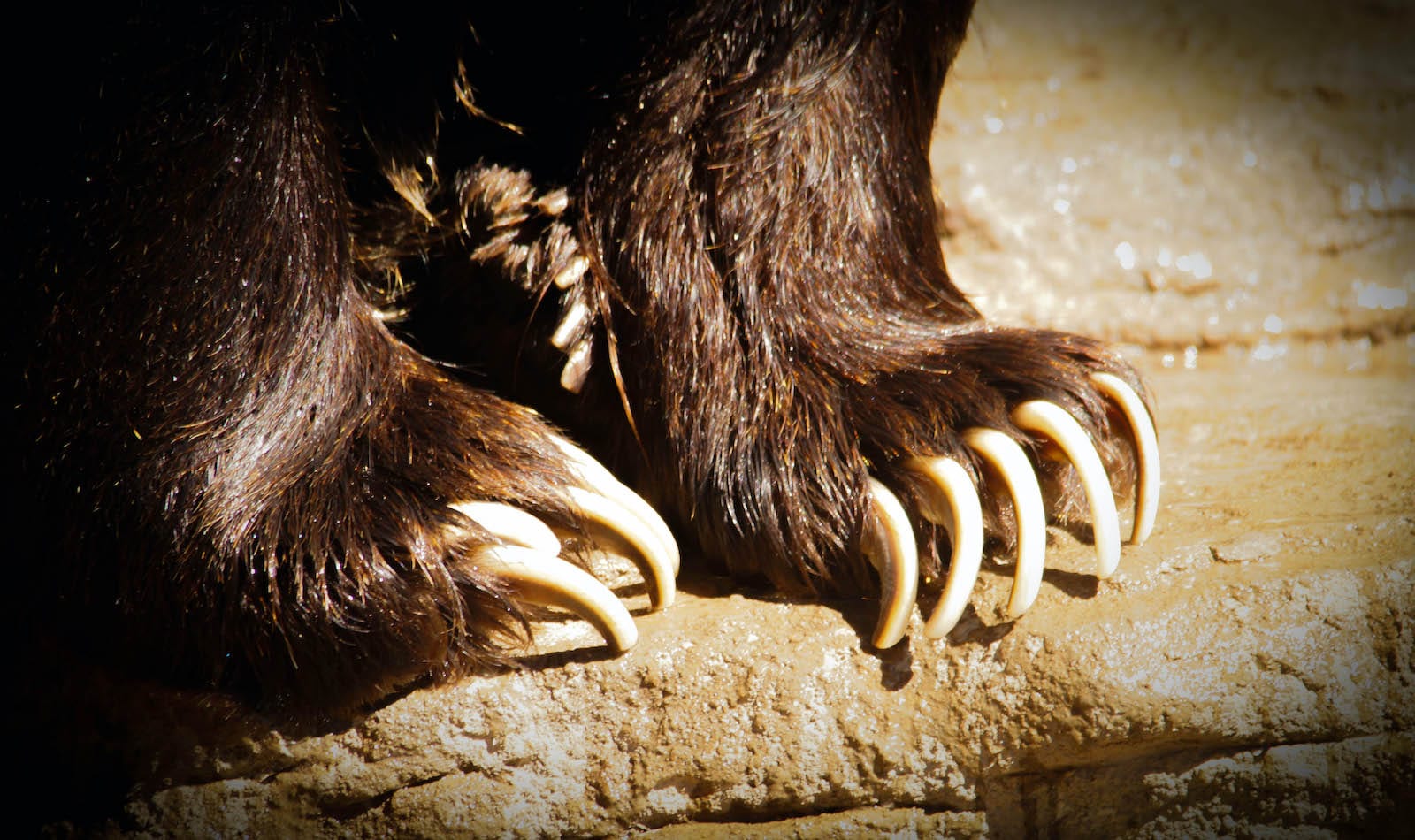 Denver Zoo Grizzly Bear Claws