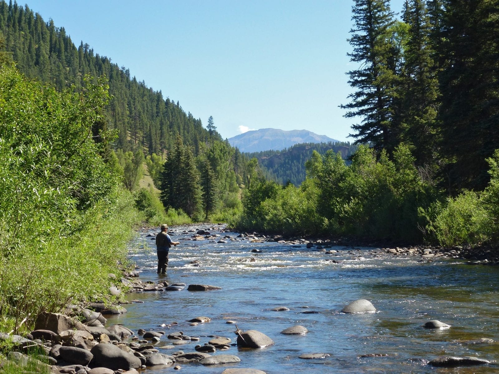 Image of a man fishing on the Piedra River in Colorado