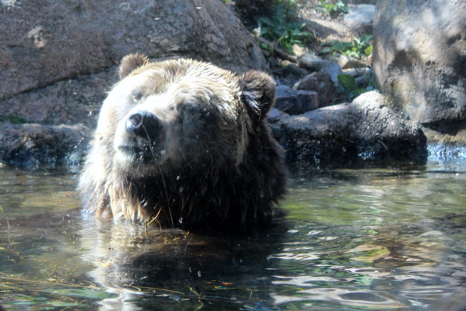 Grizzly Bear Cheyenne Mountain Zoo Colorado Springs