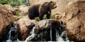 Grizzly Bear Colorado Springs Cheyenne Mountain Zoo