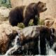 Grizzly Bear Colorado Springs Cheyenne Mountain Zoo