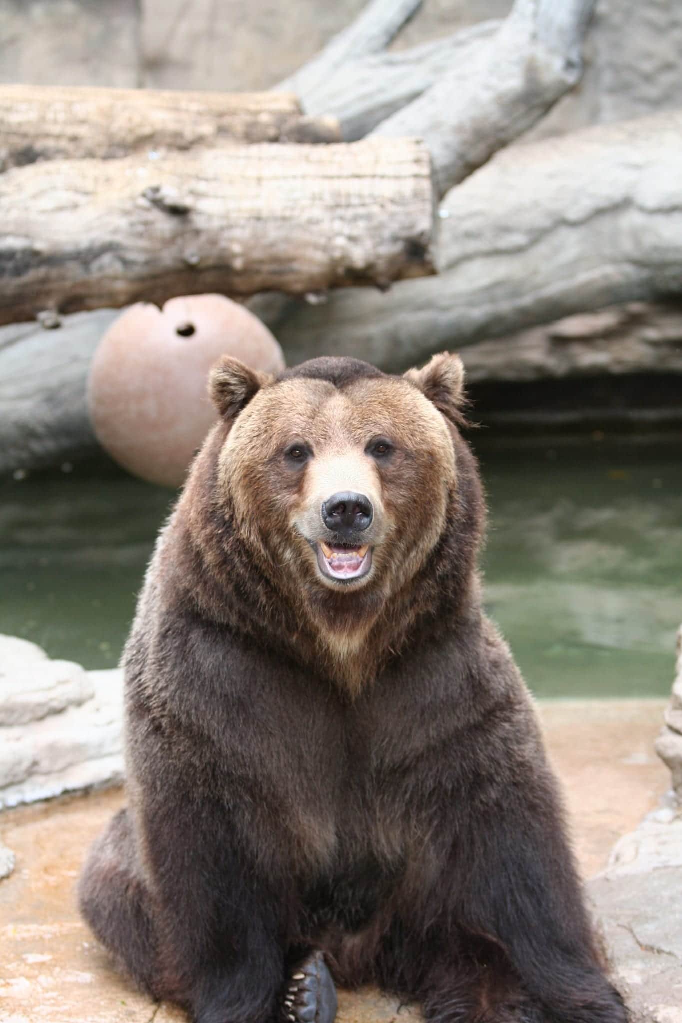 Grizzly Bear Denver Zoo Colorado Portrait