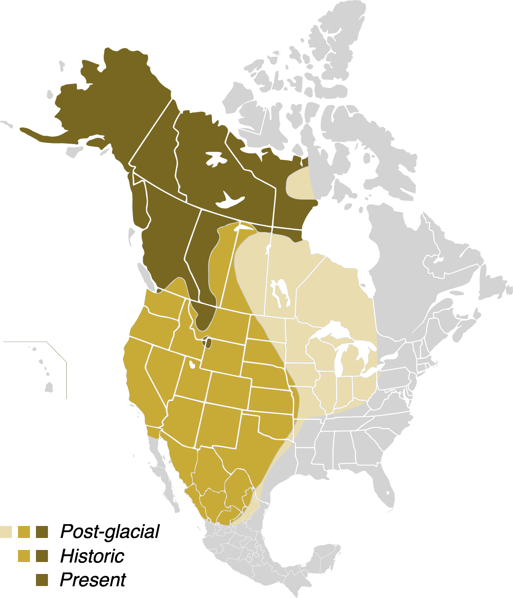 Do Grizzly Bears Still Live in Colorado?