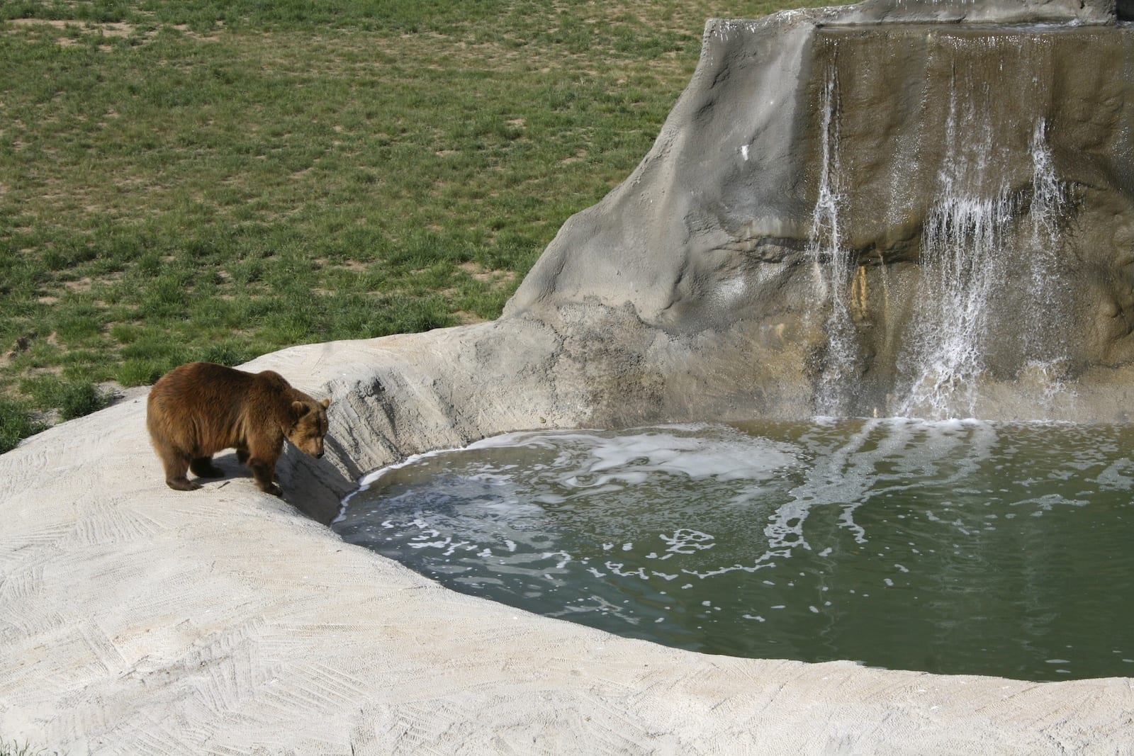 Grizzly Bear Wild Animal Sanctuary Keenesburg CO