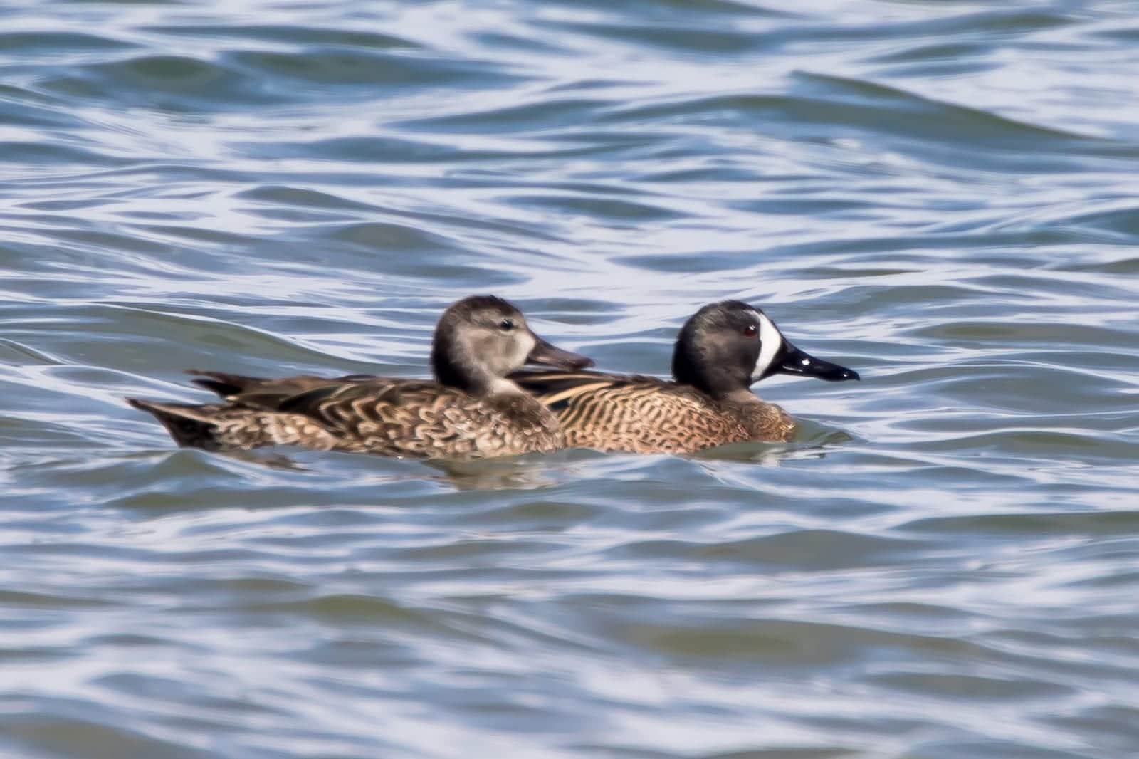 Lake Meredith Reservoir Colorado Duck