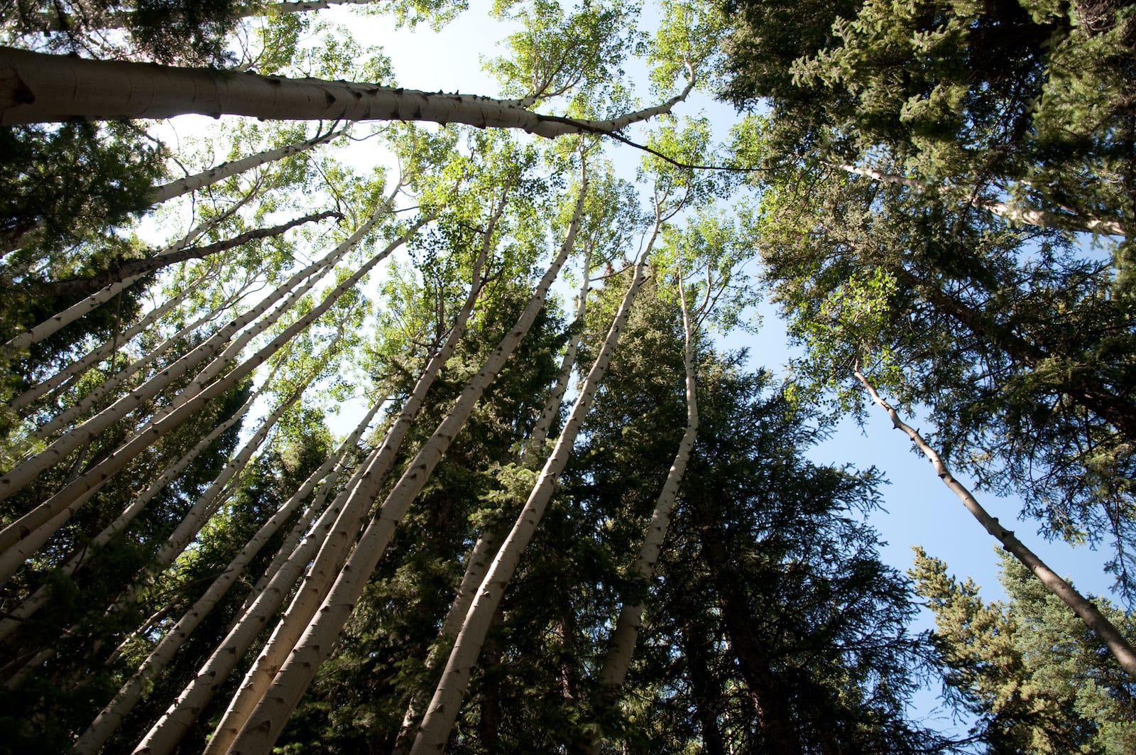 Weller Lake Aspen Trees Colorado