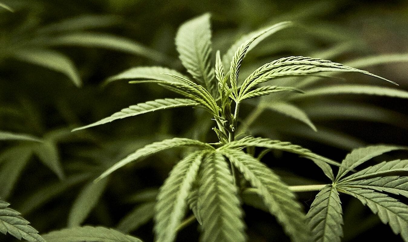 Image of a cannabis plant