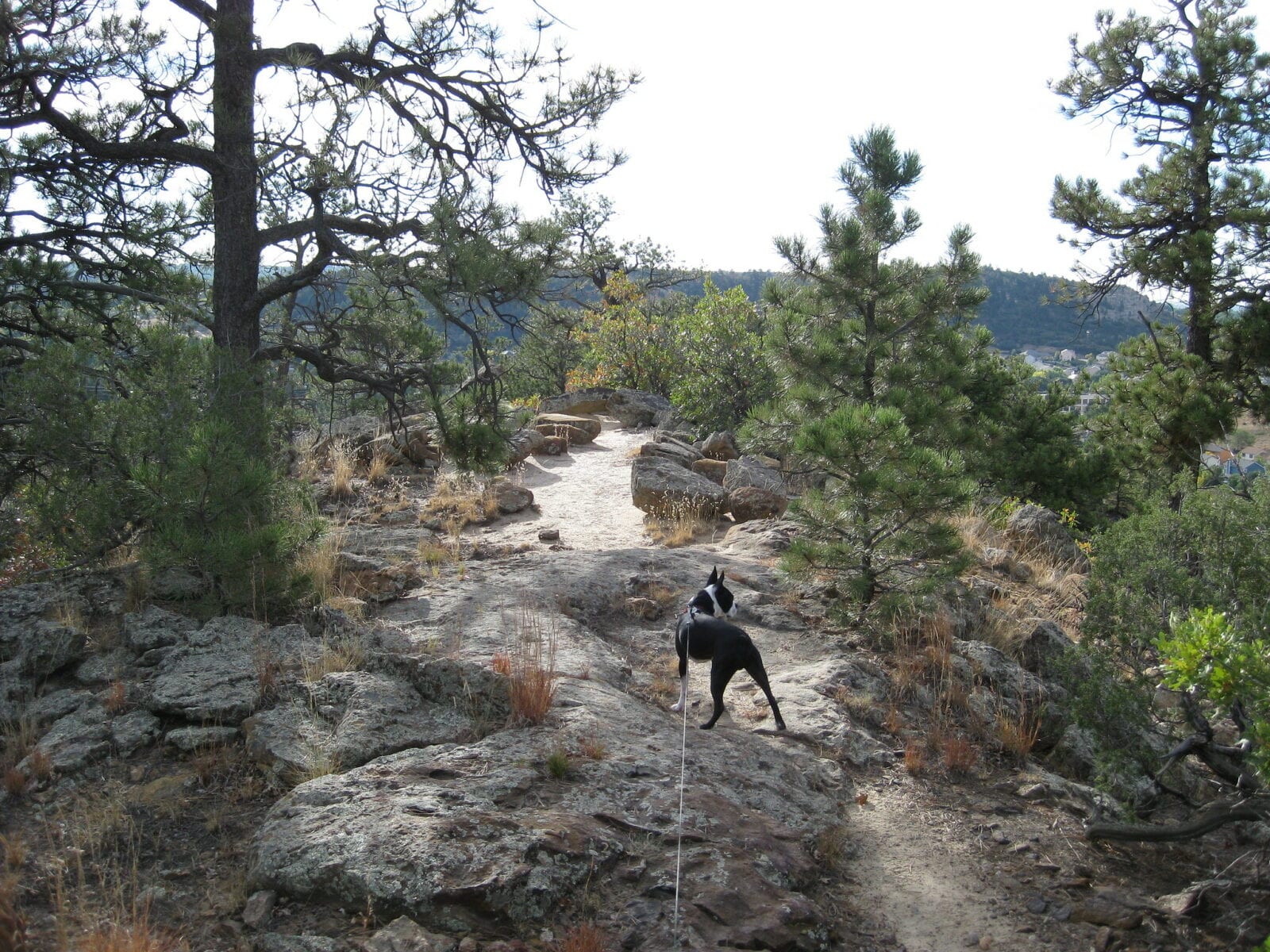 Image of a dog on a hike at the Austin Bluffs Open Space in Colorado Springs, Colorado