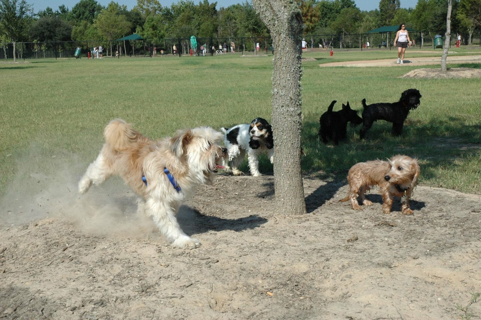 Image of dog plays in the bear creek regional park dog park in colorado springs, colorado