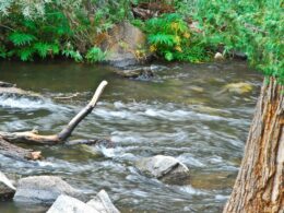 Image of the Cimarron River