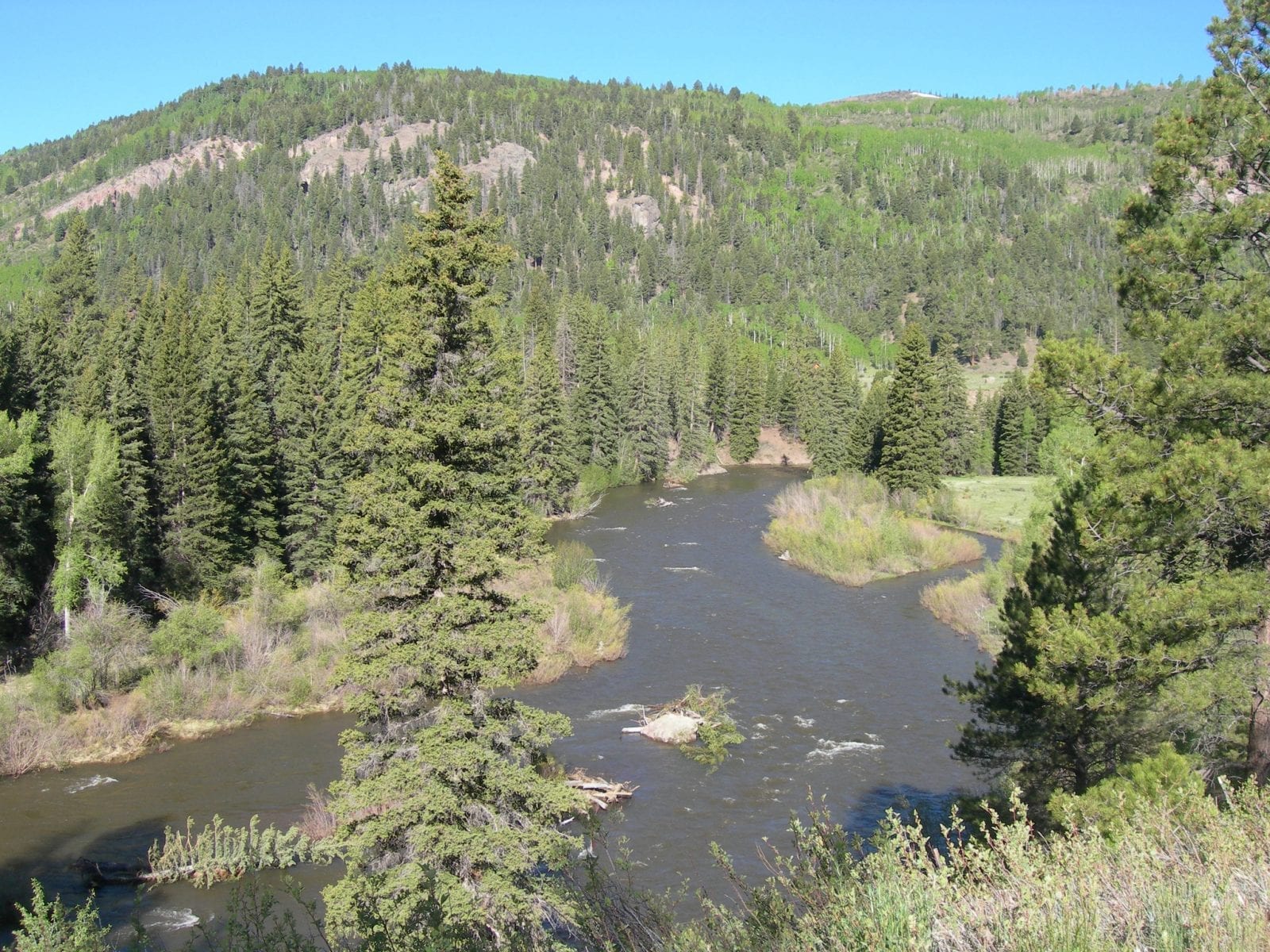 Image of the Conejos River within the woods