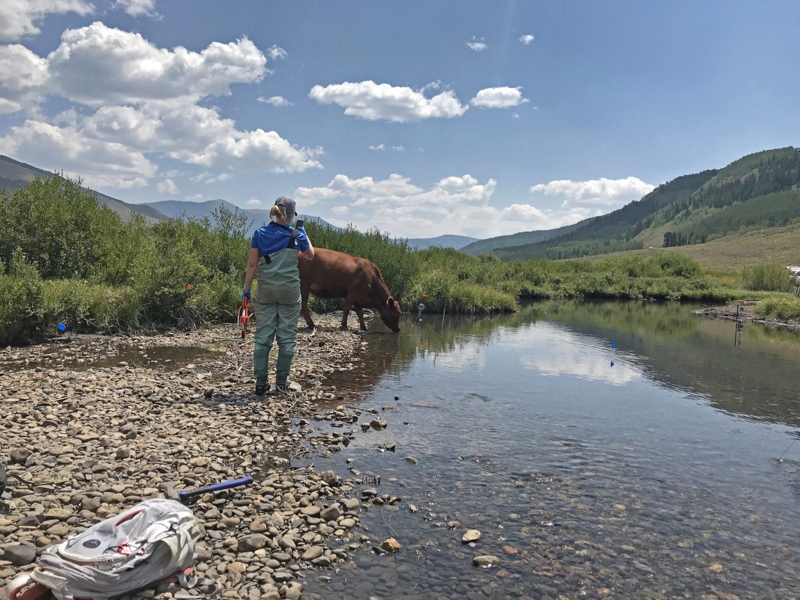 Image of a woman with a cow drinking water at the East River in Colorado