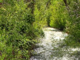 Image of the Mancos River in Colorado flowing through trees