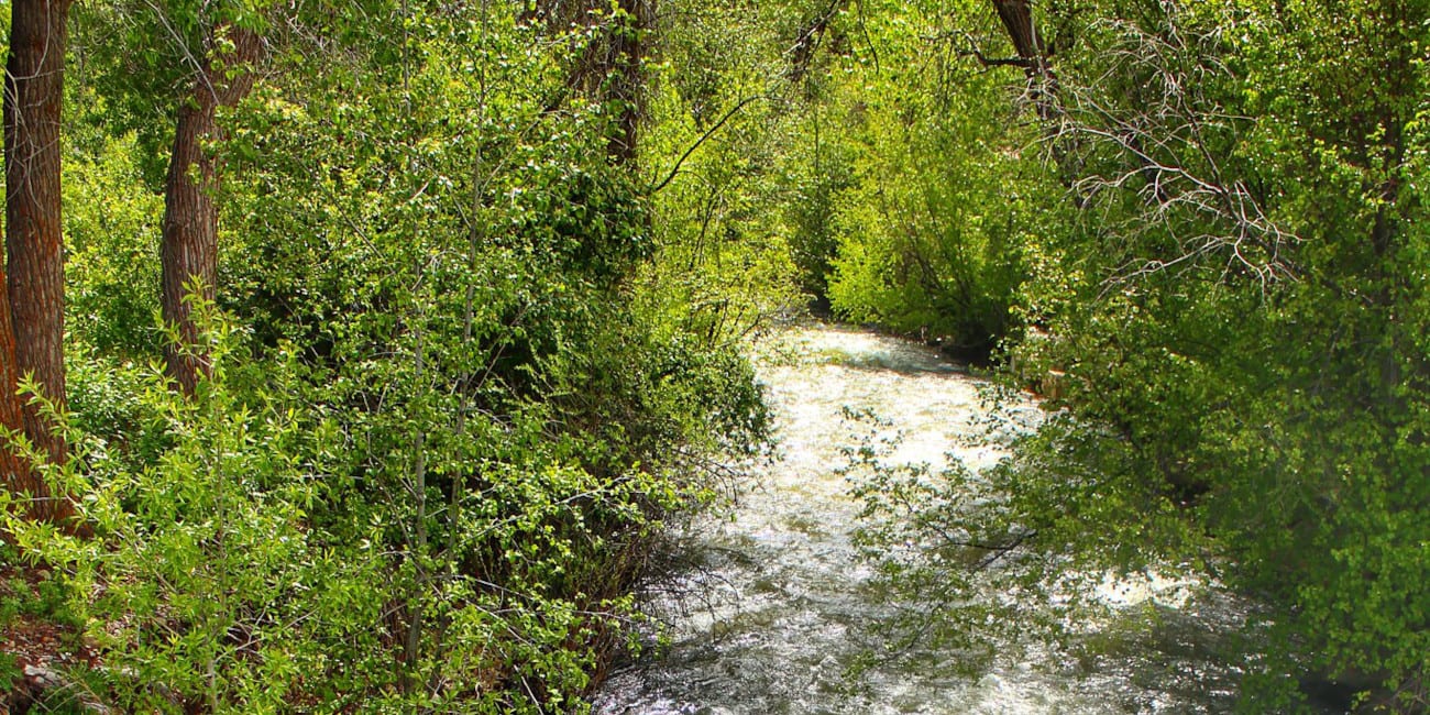 Image of the Mancos River in Colorado flowing through trees