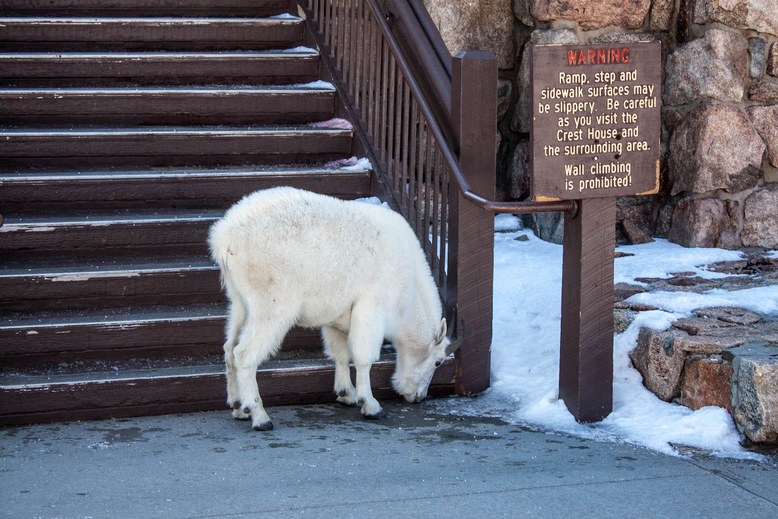 Mount Blue Sky Hike Mountain Goat
