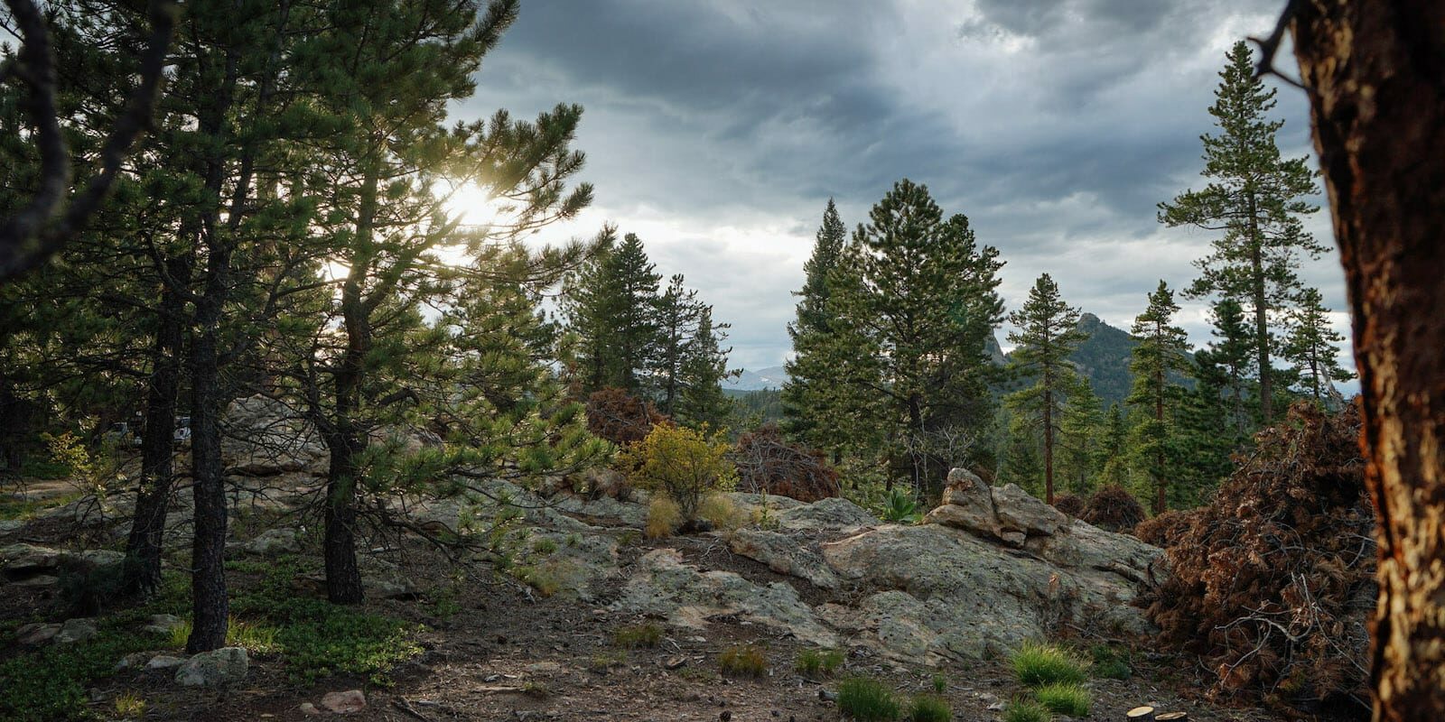 Roosevelt National Forest Nederland Colorado