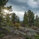 Roosevelt National Forest Nederland Colorado
