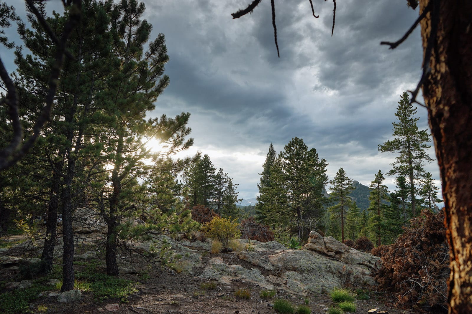 Roosevelt National Forest Nederland Colorado