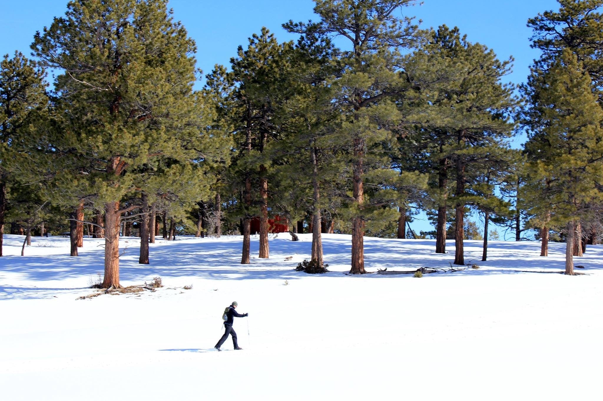 image of top of the pines
