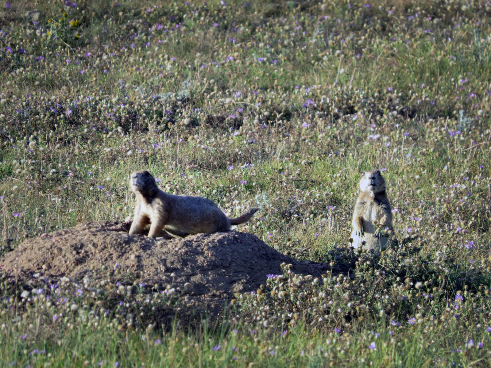 Image of prairie dogs at Soapstone Prairie Natural Area in Fort Collings, Colorado