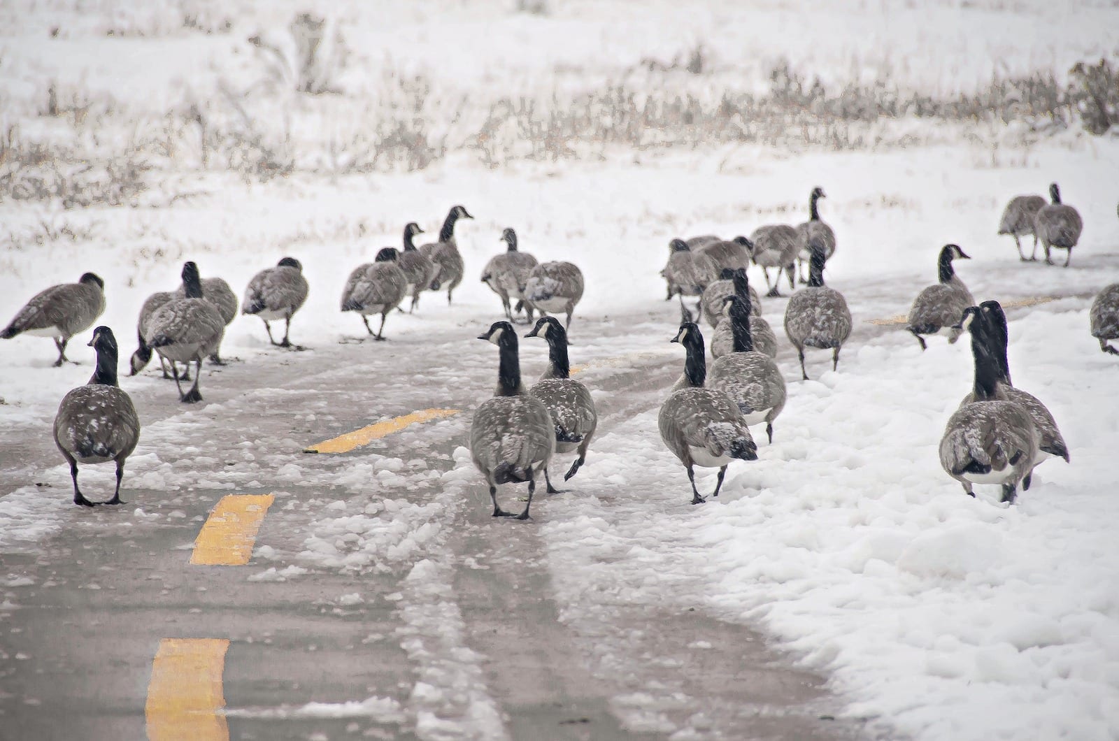 Geese on Walking and Biking Trails South Platte Park Littleton CO