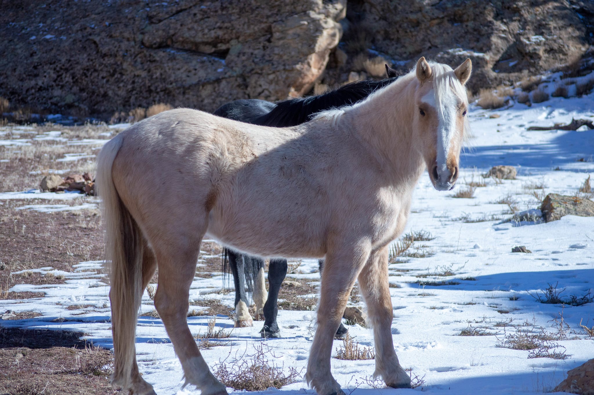 image of wild horse grand junction