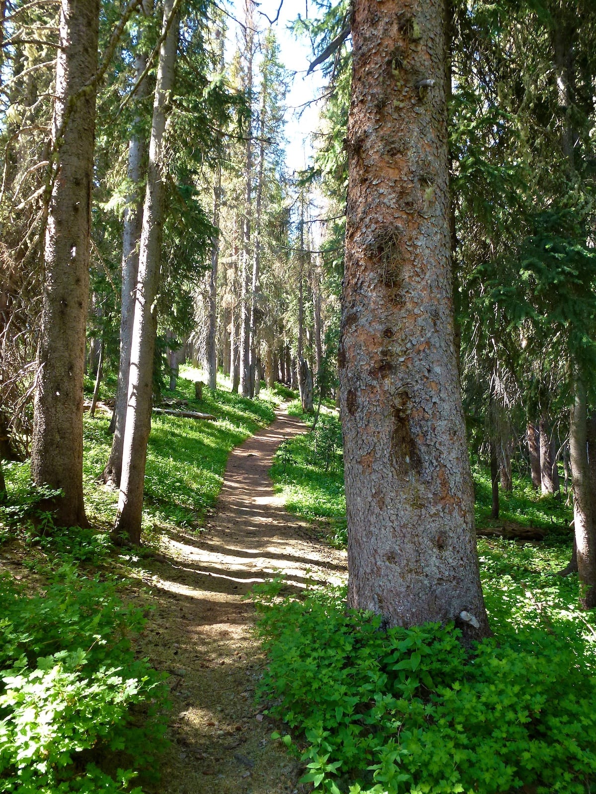 Wolf Creek Pass Continental Divide Trail