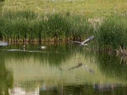 Image of the hyland ponds open space in Westminster, Colorado