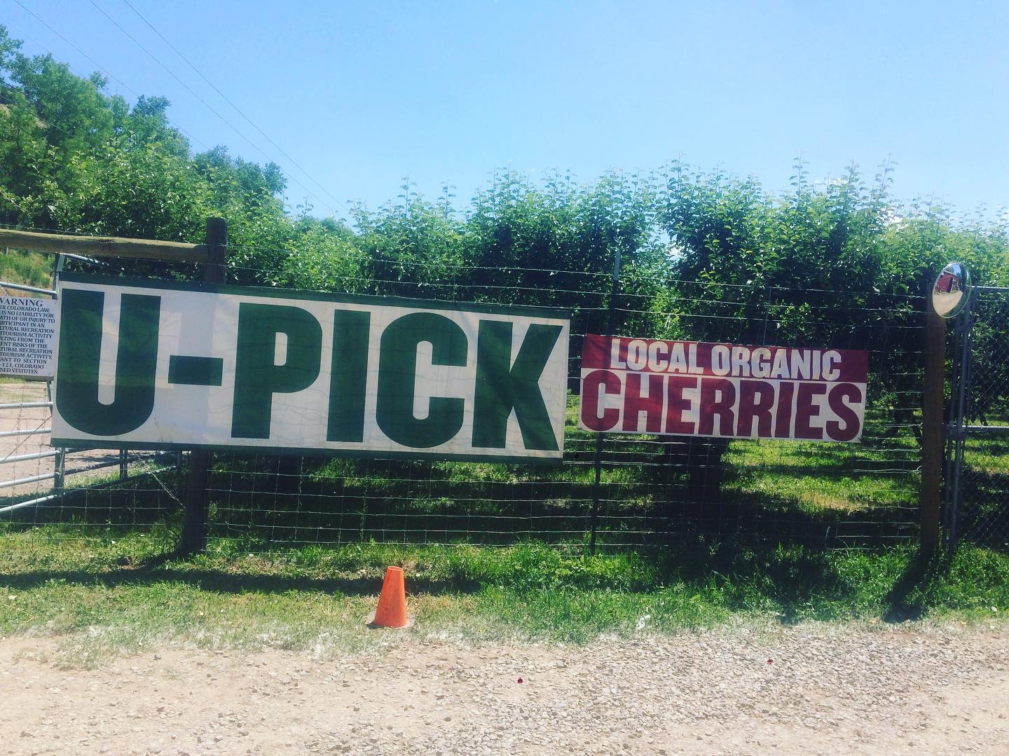 image of orchard in paonia