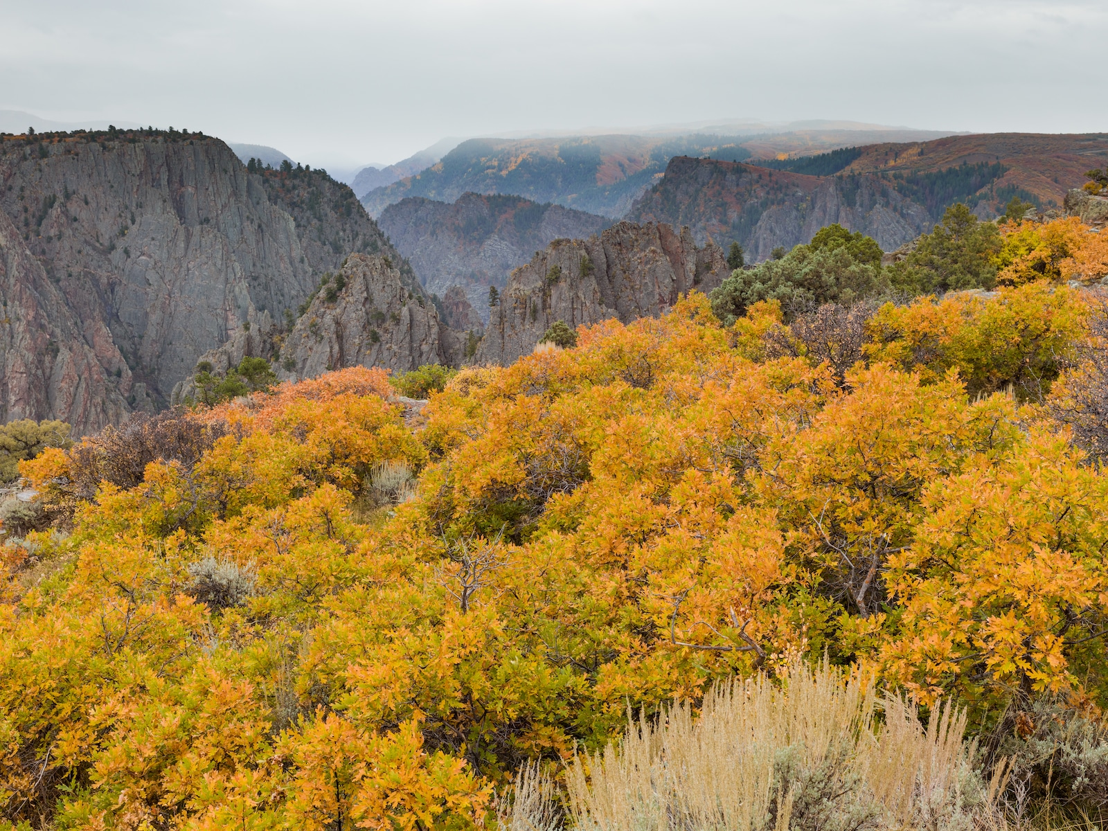 Black Canyon of the Gunnison Fall Colors Montrose CO